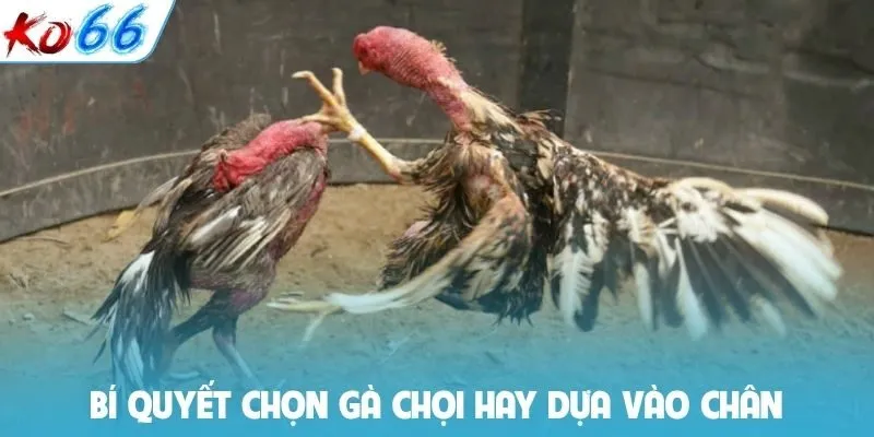 Bí quyết chọn gà chọi hay dựa vào chân