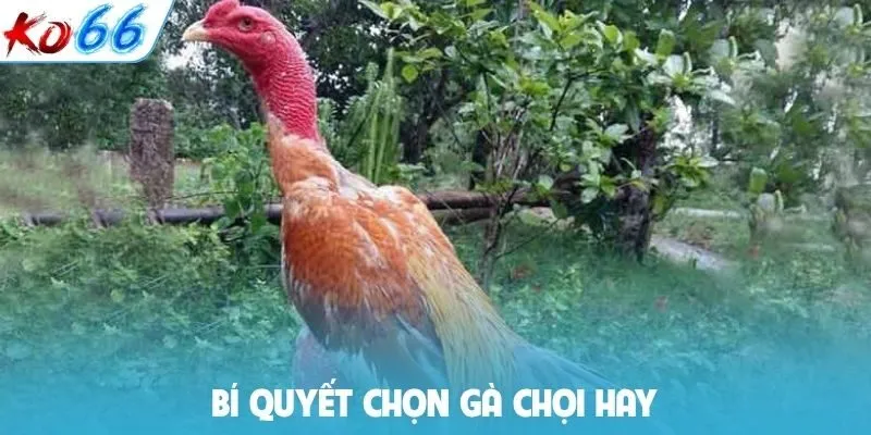 bí quyết chọn gà chọi hay