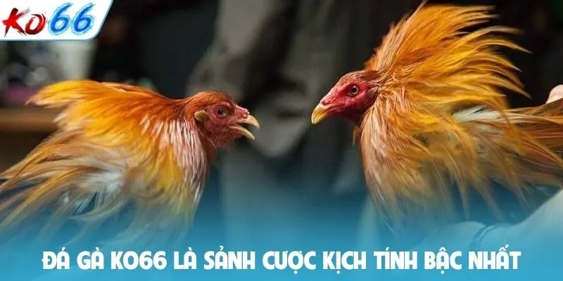 Đá gà KO66 là sảnh cược kịch tính bậc nhất